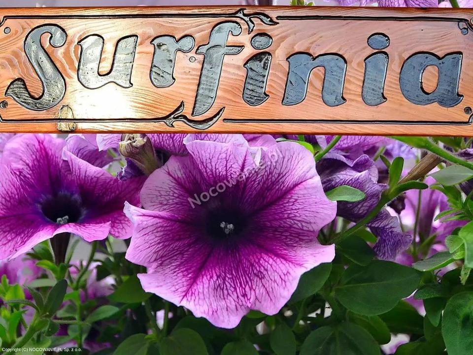 Goscinne Surfinia Homestay